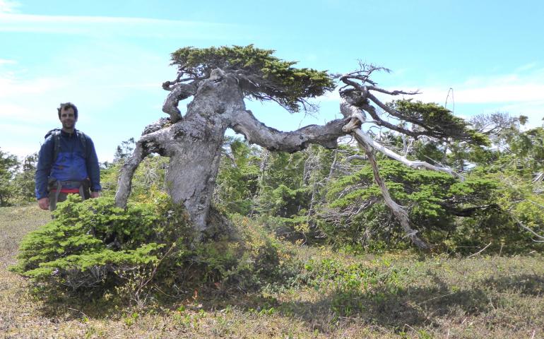 Ben Gaglioti, an ecologist at the University of Alaska Fairbanks, stands next to a mountain hemlock tree damaged in winter on the outer coast of Glacier Bay National Park in Southeast Alaska. Photo by Ned Rozell.