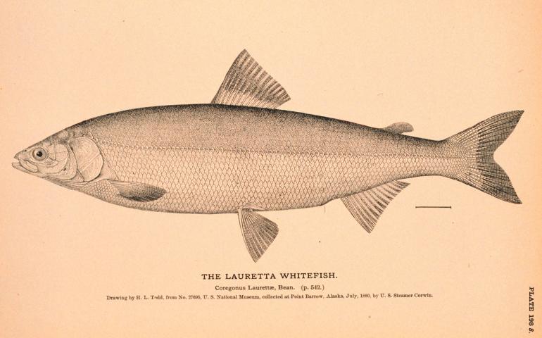 A drawing of a Bering cisco, also known as a Lauretta whitefish, created by H.L. Todd in July 1880. Public domain image from the Natural History of Useful Aquatic Animals, NOAA photo library.