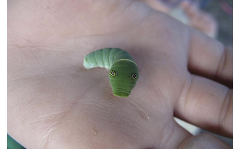 A caterpillar with false eyes rears up on the hand of Alaska visitor Garrett Ast. Photo by Ned Rozell.