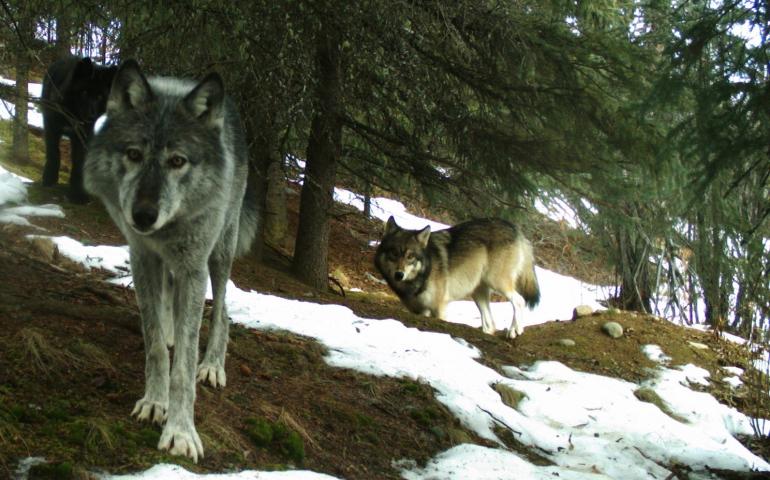Wolves in Denali National Park and Preserve in 2016. National Park Service trail camera photo.