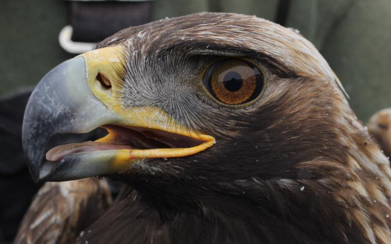 A golden eagle captured as part of a population study near Gunsight Mountain between Palmer and Glennallen. Photo by Caitlin Davis.