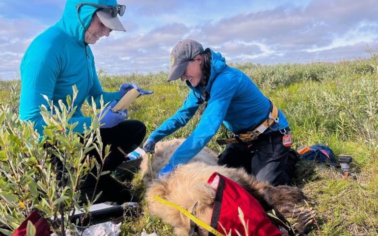 Washington State University doctoral student Ellery Vincent, left, and Alaska Department of Fish and Game biologist Jordan Pruszenski take measurements and samples of an anesthetized grizzly bear on the North Slope of Alaska prior to installing a video collar in August 2025. Photo by Rob Kozakiewicz