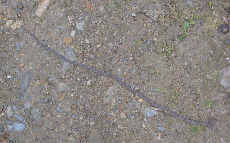 Thousands of snakeworm gnat larvae travelling together cross over a road in Ester, Alaska, in 2007. Photo by Maggie Billington.