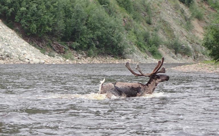 A caribou crosses the Fortymile River. Photo by Ned Rozell.