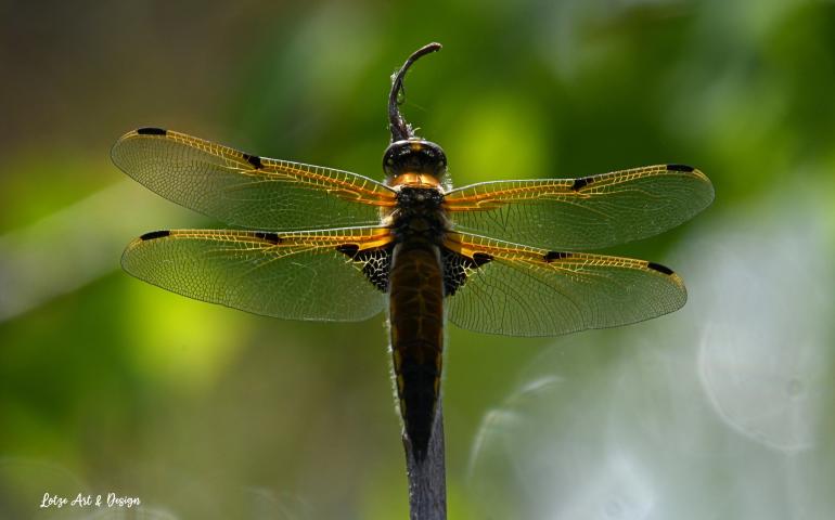 A four-spotted skimmer dragonfly pauses on a branch near Fairbanks in spring 2025. Photo by Brian Lotze.