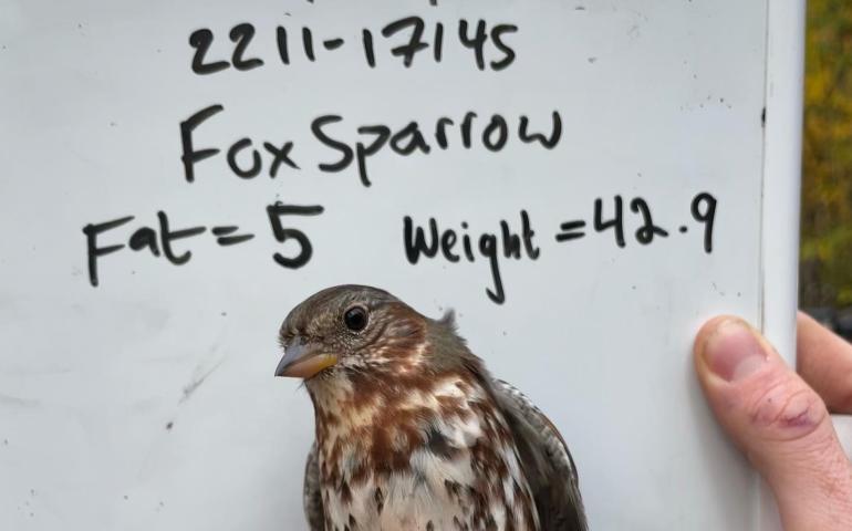 A fox sparrow captured a few times at the Creamer's Field Migration Station waits for release in the hand of a biologist, who judged this bird to have a fat value of 5 out of a possible 7. Photo courtesy of Alaska Songbird Institute.