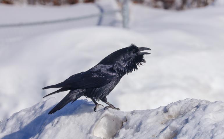 A raven vocalizes on the west side of Fairbanks in April 2021. Photo by Hannah Foss. 