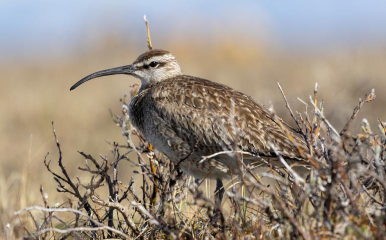 A whimbrel rests on a willow near the Jago River in summer 2024. Photo by Alan Kneidel.