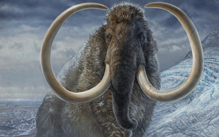 James Havens of Anchorage painted this image of a woolly mammoth that illustrated a cover of Science magazine in which appeared the work of UAF’s Matthew Wooller and his colleagues. A life-size version of this painting will soon be on display in the University of Alaska Museum of the North.