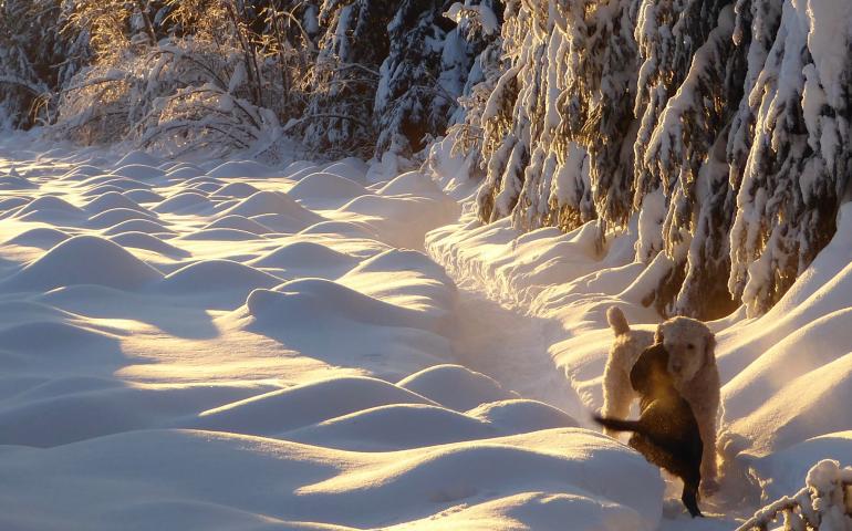 Two dogs greet each other Jan. 7, 2022, when the temperature was minus 22F and the sun set before 5 p.m. Photo by Ned Rozell.