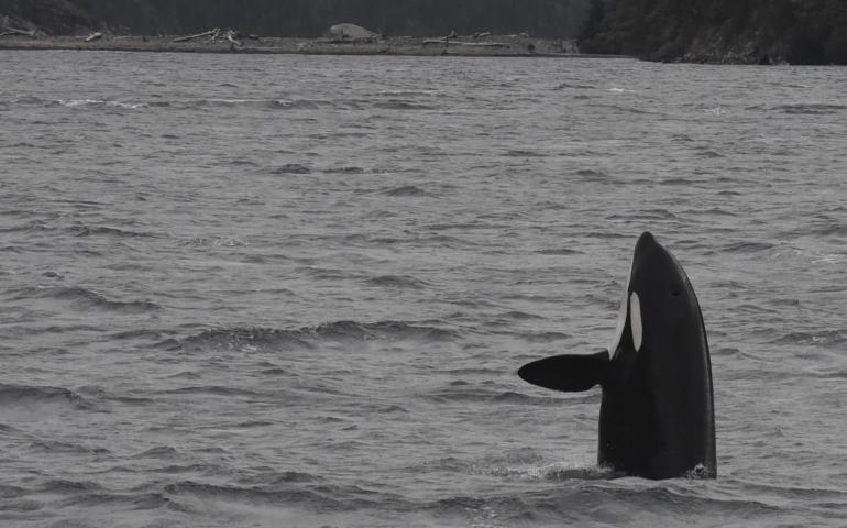 A killer whale in the Gulf of Alaska. Photo courtesy North Gulf Oceanic Society, NMFS research permit 20341.
