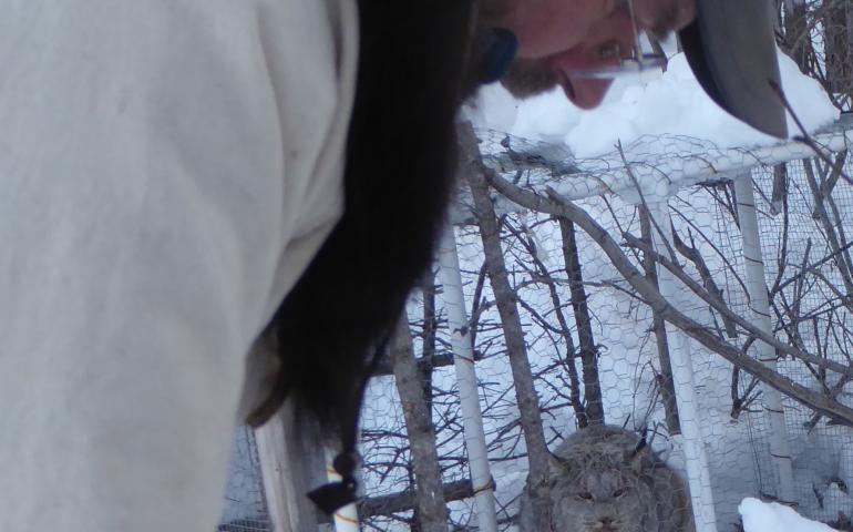 A female lynx watches UAF ecologist Knut Kielland from within a live trap. Photo by Ned Rozell.