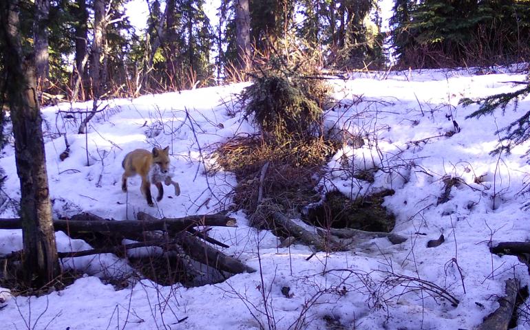 A fox with a snowshoe hare in its mouth walks across a snowy landscape