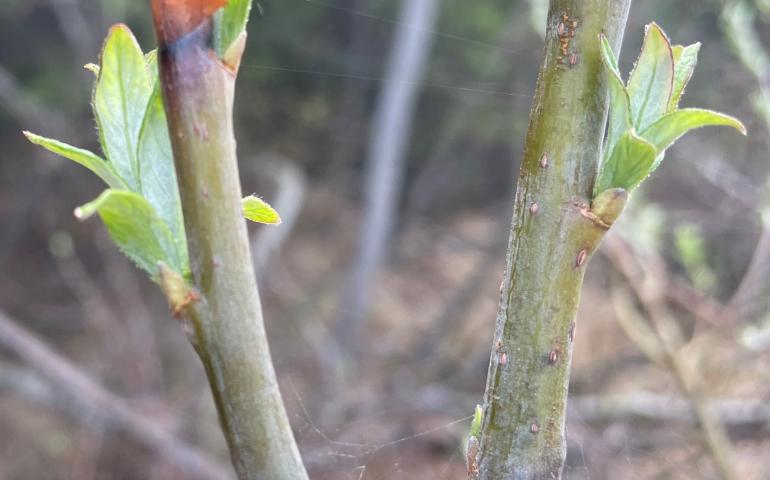 Feltleaf willow leaves emerge beneath where a moose nipped off buds during winter of 2022-2023 in Fairbanks. Photo by Ned Rozell.