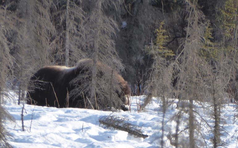 A musk ox feeds in the forest just north of Coldfoot. Photo by Ned Rozell.