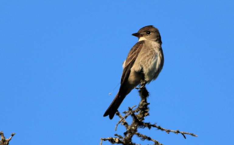 An olive-sided flycatcher perches atop a tree in Alaska. Photo by Sara Germain, U.S. Fish and Wildlife Service.