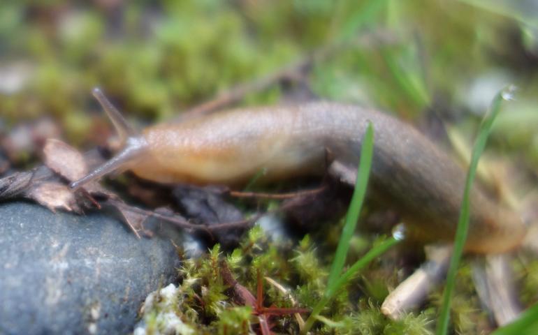 A slug in Shoup Bay, near Valdez, Alaska. Photo by Ned Rozell.