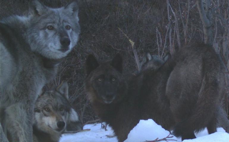 1. Four members of the Riley Creek wolf pack, including the matriarch, “Riley,” dig a moose carcass frozen from creek ice in May 2016. National Park Service trail camera photo.