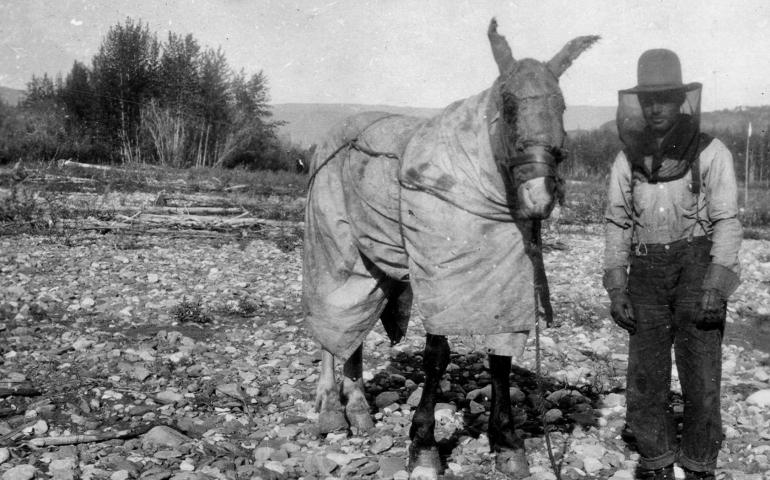 R.L. Phillips pauses with his “mosquito-proofed” horse Sparkplug on a gravel bar of the Tatonduk River, a tributary of the Yukon River, on June 17, 1930. From the J.B. Mertie Collection of photos, U.S. Geological Survey Denver Library Photographic Collection, public domain.