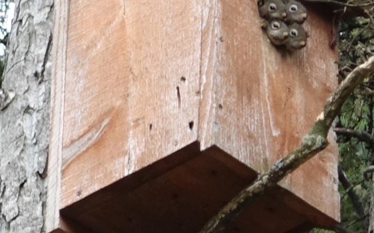 Four red squirrels poke their heads from a boreal owl box in May 2024. Photo by Ned Rozell.