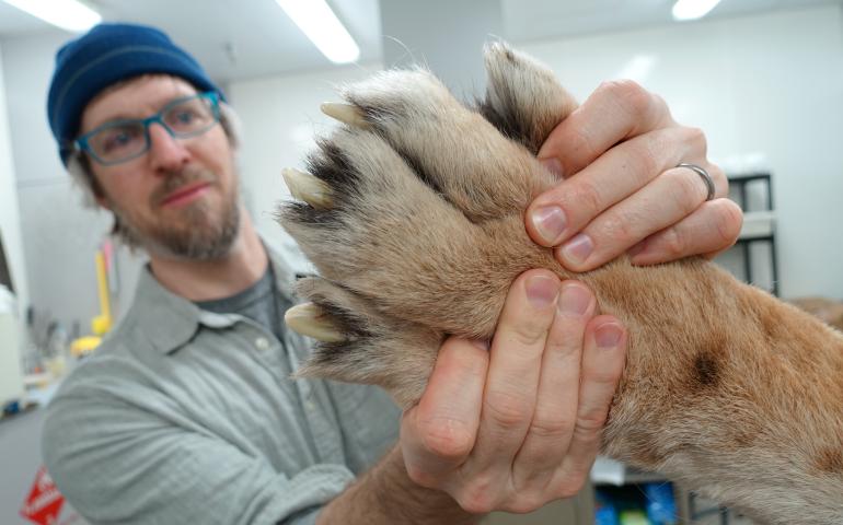 Aren Gunderson of the UA Museum of the North inspects the back paw of a Siberian tiger donated recently by officials of the Alaska Zoo in Anchorage after the tiger died at age 19. Photo by Ned Rozell.