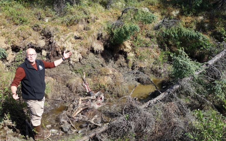 Permafrost expert Tom Douglas in a recent ground-collapse feature, in which he found a young, dead moose. Photo by Ned Rozell.