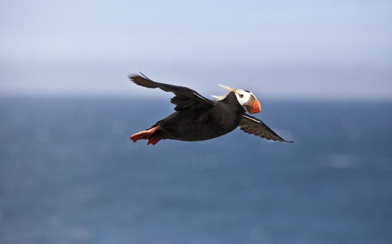 A tufted puffin in flight above Bogoslof Island in the Bering Sea. Photo by Ajay Varma, USGS.