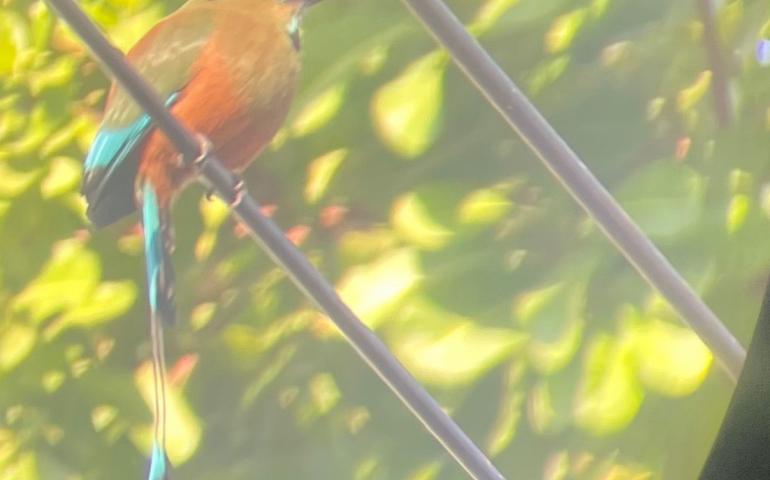 In a photo taken through a binocular lens, a turquoise-browed mot mot perches on a power wire above a street in a small village on the Pacific Coast of Costa Rica. Photo by Ned Rozell.