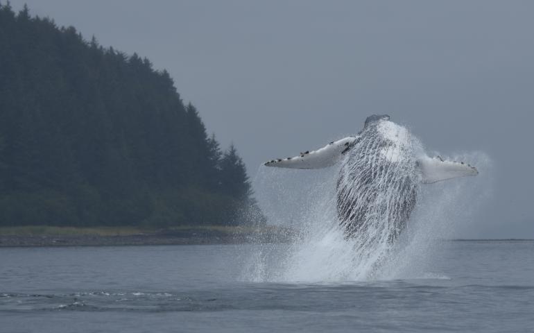 A female humpback whale Glacier Bay National Park and Preserve biologists know as #219 breaches in the waters near the park. National Park Service photo by Christine Gabriele, taken under the authority of scientific research permit #21059 issued by the National Marine Fisheries Service.