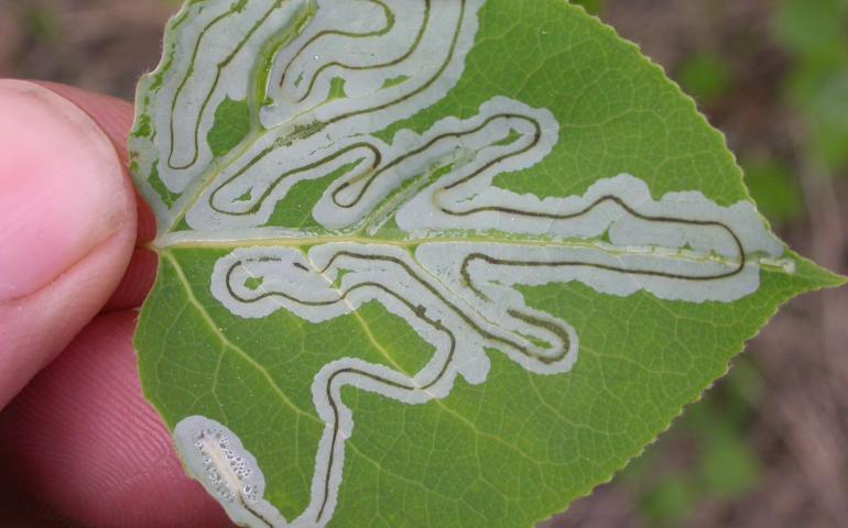The caterpillar stage of the aspen leaf miner feeds on a leaf. Photo by Ned Rozell.