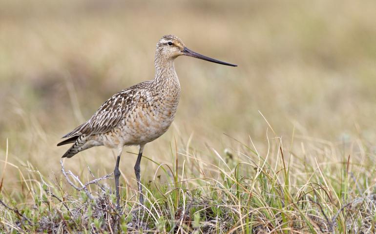 A bar-tailed godwit born in Alaska that undertakes one of the greatest non-stop migrations in the animal kingdom, often flying from Alaska straight to New Zealand in the fall. Photo by Zachary Pohlen.