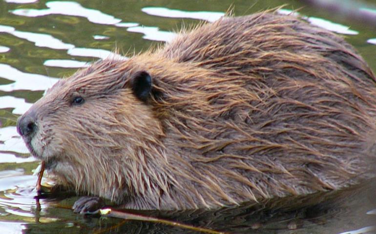 Beavers get more than their share of blame for spreading Giardia. Photo by Frank Zmuda, Alaska Department of Fish and Game.