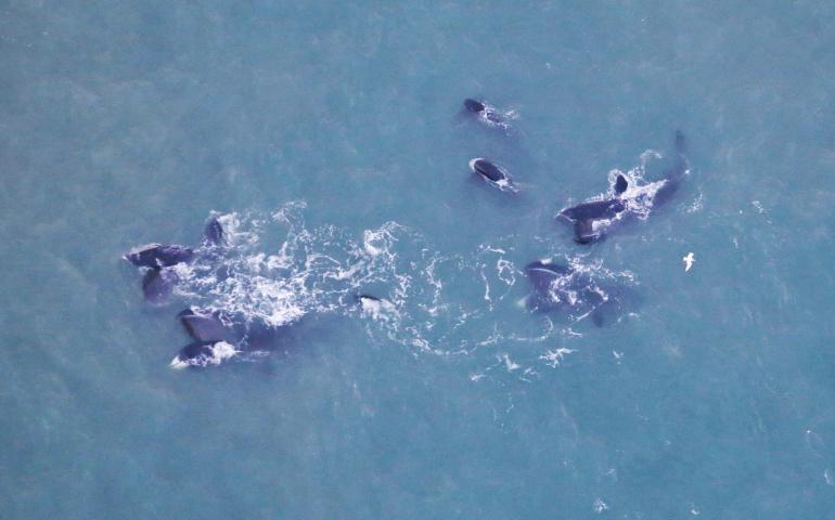 A feeding group of bowhead whales off the northern coast of Alaska in fall 2020. NOAA biologist Amy Willoughby took this photo during an airplane survey of the whales. Photo by Amy Willoughby.