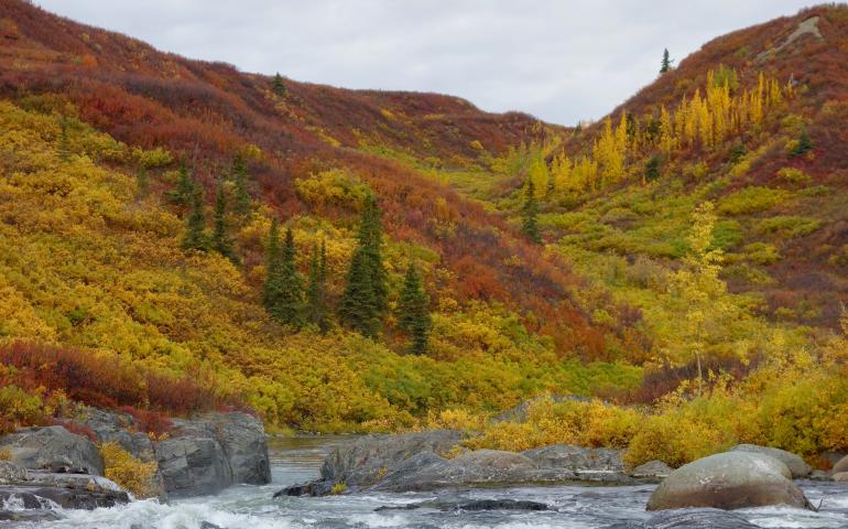 Colors of deciduous trees and bushes on the upper Delta River in Interior Alaska. Photo by Ned Rozell.