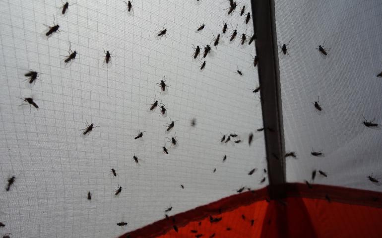 Insects like these flies clinging to a tent seem to be in ample supply in Alaska’s boreal forest. Photo by Ned Rozell.