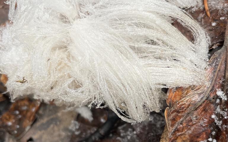 “Hair ice” grows from the forest floor in Fairbanks. Photo by Ned Rozell.