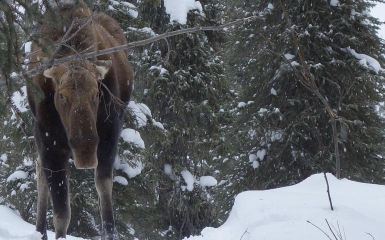 A moose in the White Mountains north of Fairbanks refuses to yield the trail to dog mushers in deep snow in March 2018. The mushers turned their teams around. Photo by Ned Rozell.