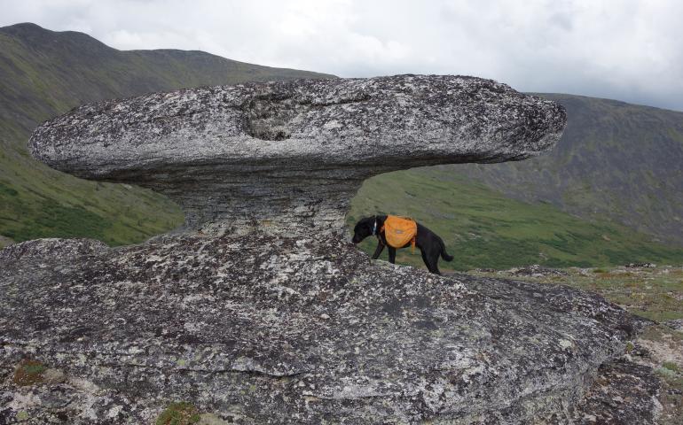 A mushroom-shaped granite tor about 60 miles from Fairbanks. Photo by Ned Rozell.