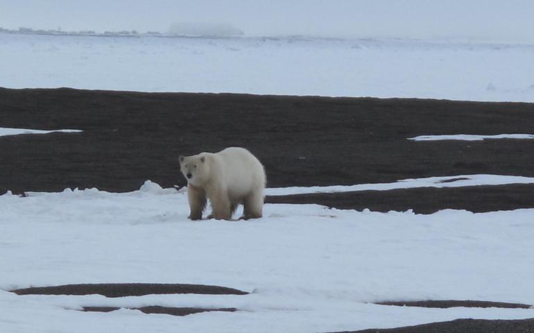 A polar bear feeds near a pile of whale bones north of Utqiaġvik. Photo by Ned Rozell.