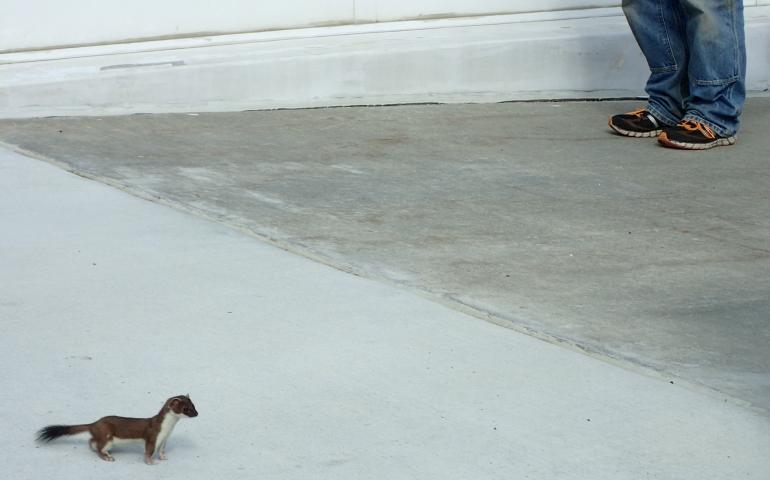 A short-tailed weasel pauses at the entrance to a building on the campus of the University of Alaska Fairbanks. Photo by Ned Rozell.