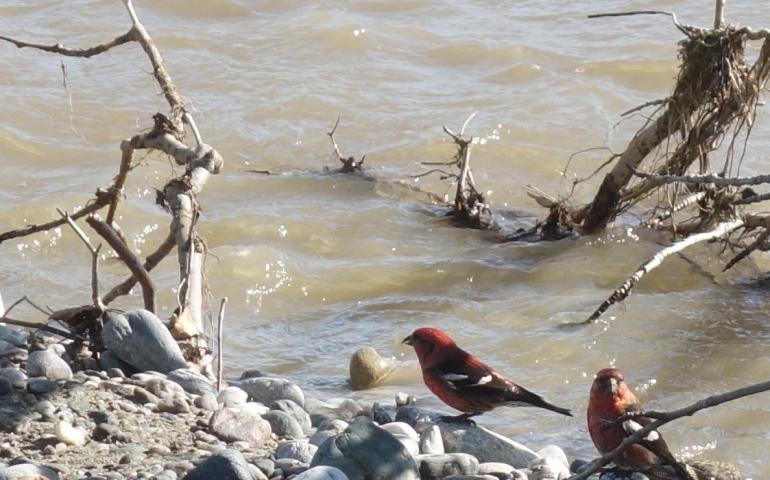 A pair of male white-winged crossbills drink from Jarvis Creek in Alaska. Photo by Ned Rozell.