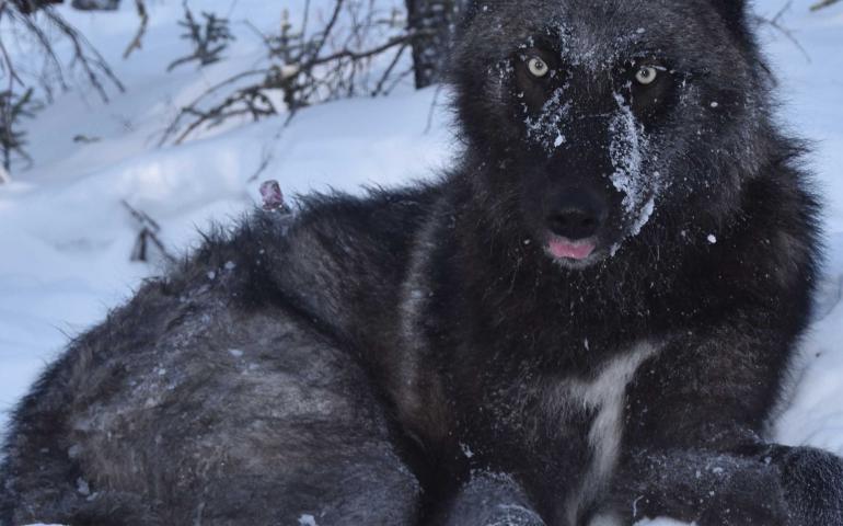 An Alaska wolf, one of which traveled more than 3,500 miles in one year. Photo by Kyle Joly.