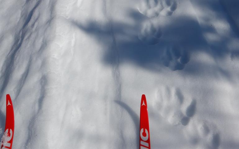 Wolf tracks on a winter trail not far from Fairbanks. Photo by Ned Rozell.