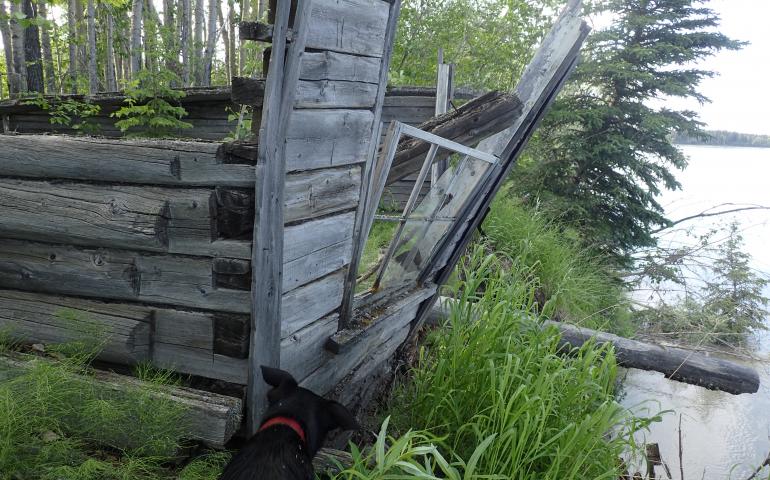A building at the site of Cos Jacket, a former village on the Tanana River. Photo by Ned Rozell.