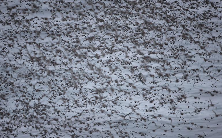 A flock of auklets flying off Buldir Island in the Aleutian chain. Photo by Cornelius Schlawe.