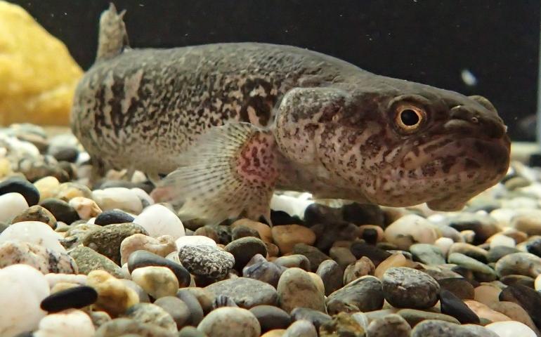 An Alaska blackfish in an aquarium at the office of the Alaska Department of Fish and Game in Fairbanks. Photo by Ned Rozell.