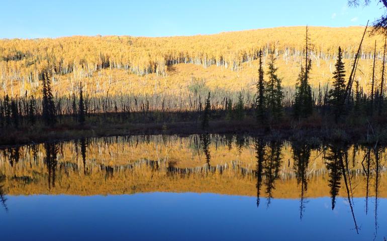 Birch and aspen glow orange in September in the Chena River State Recreation Area east of Fairbanks. Photo by Ned Rozell.
