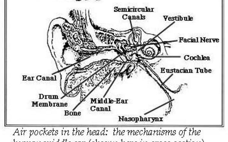 Ear Cross-Section Diagram 