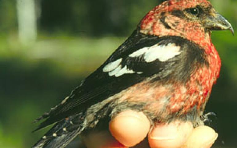 White-winged crossbill 
