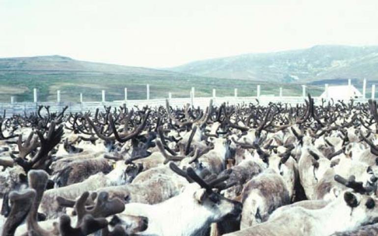  Photo of reindeer herd on Seward Peninsula 
